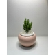 Vasetto ceramica con piantina