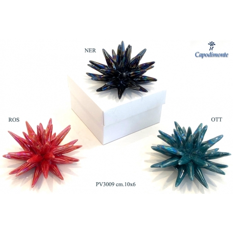 Anemone stellato 10x6