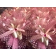 Scarpette ballo su tulle